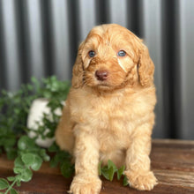Load image into Gallery viewer, SNOOPY - Male Toy Spoodle - Ready Now