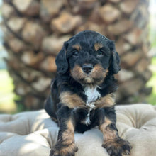 Load image into Gallery viewer, SNOOPY - Male Toy Cavoodle - Ready 30th March