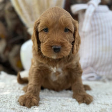 Load image into Gallery viewer, SNOOPY - Male Mini Spoodle - Ready 23rd Oct