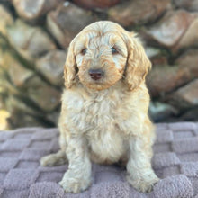 Load image into Gallery viewer, SNOOPY - Male Toy Spoodle - Ready Now