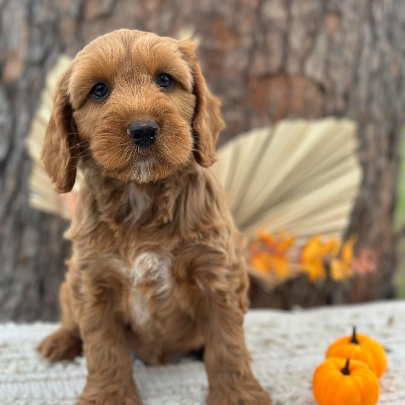 SNOOPY - Male Mini Spoodle - Ready Now