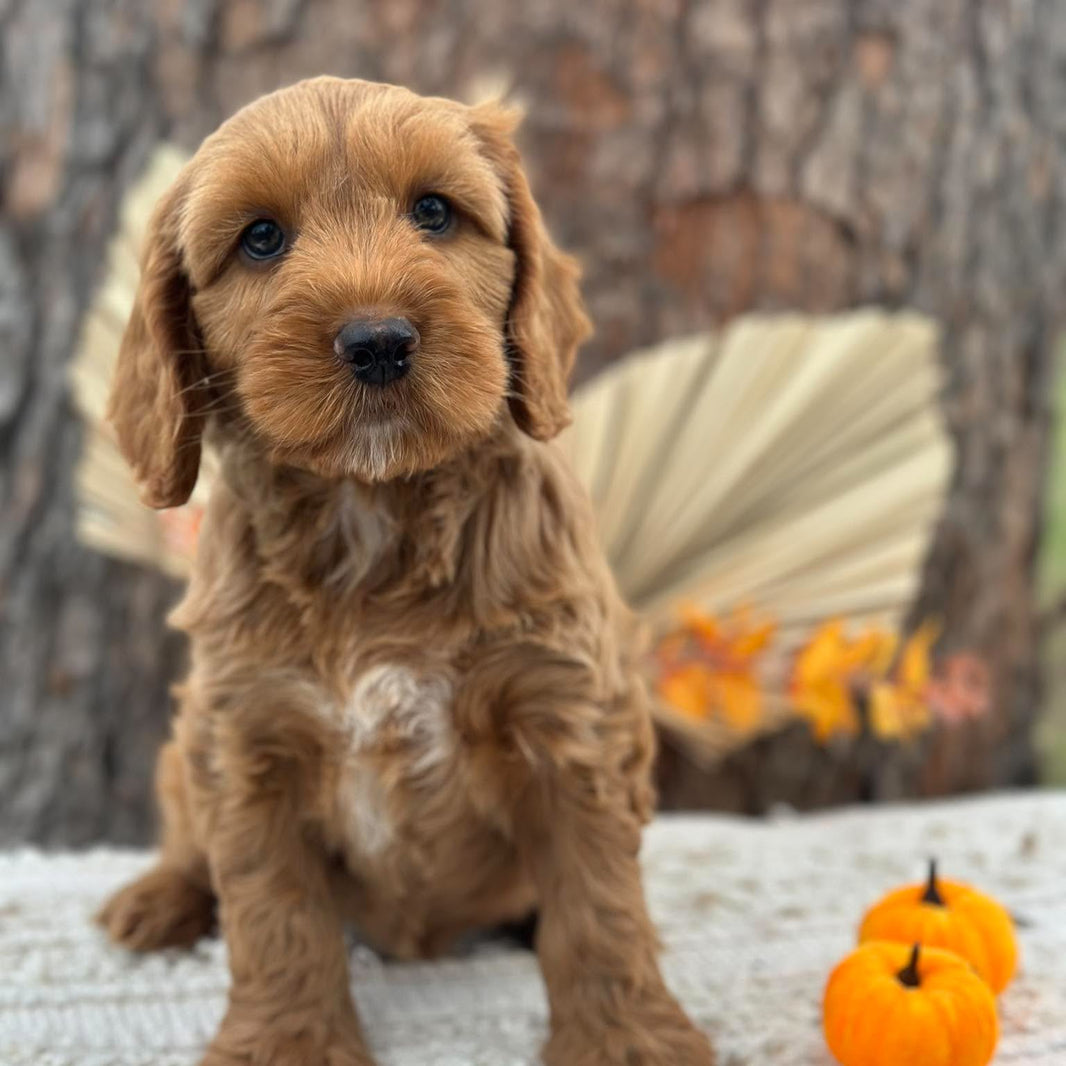 SNOOPY - Male Mini Spoodle - Ready Now