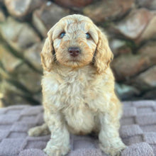 Load image into Gallery viewer, SNOOPY - Male Toy Spoodle - Ready Now