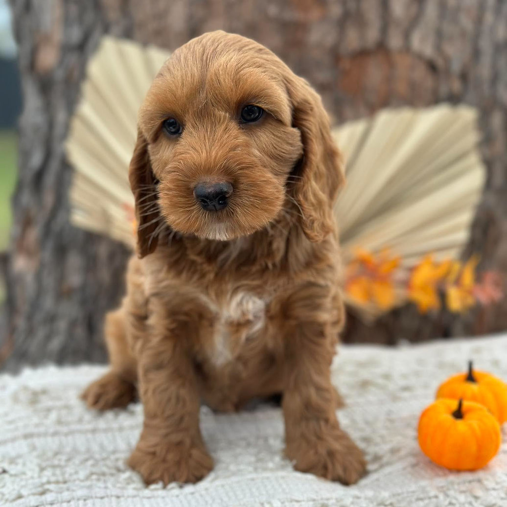 SNOOPY - Male Mini Spoodle - Ready Now