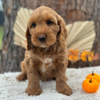 SNOOPY - Male Mini Spoodle - Ready Now