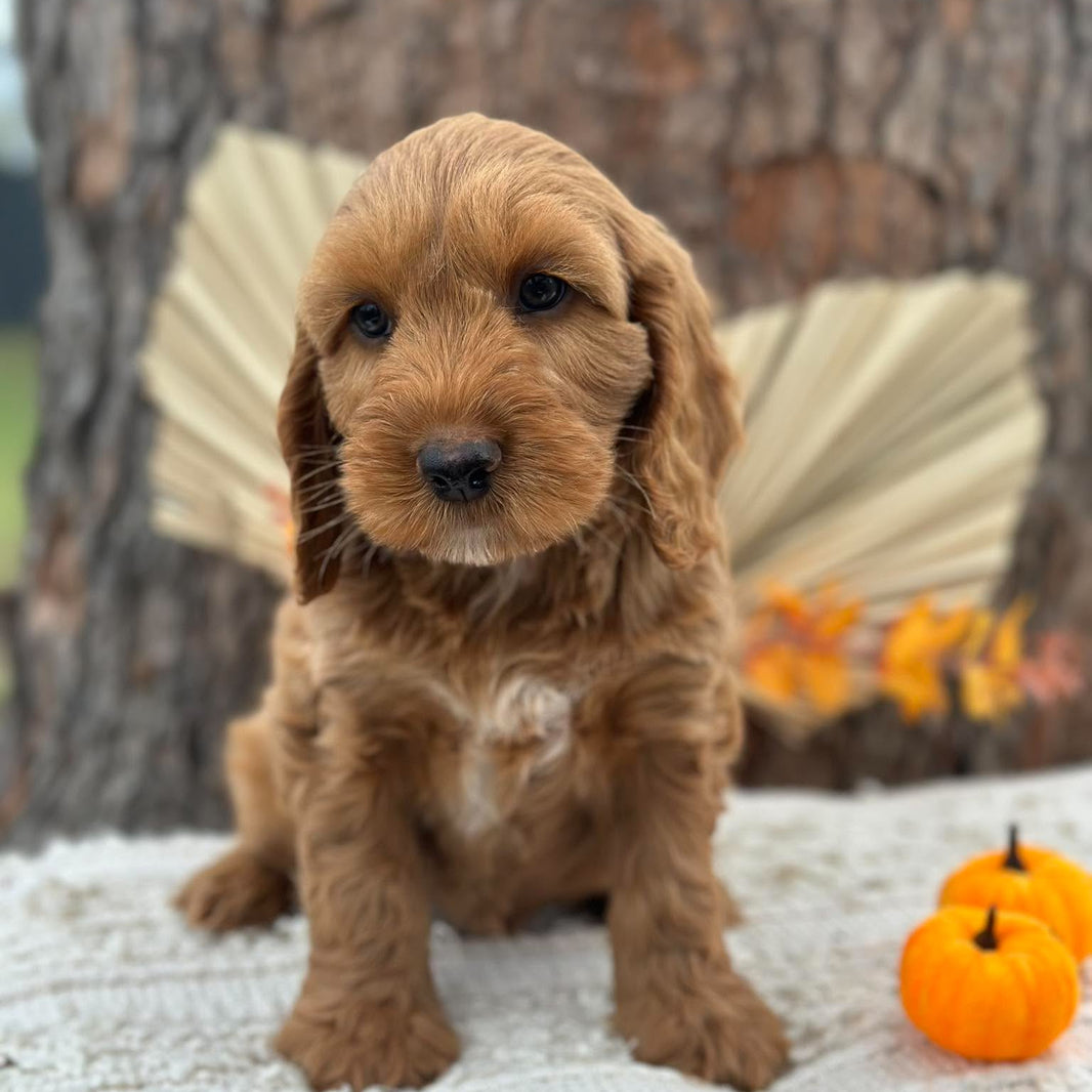 SNOOPY - Male Mini Spoodle - Ready 23rd Oct