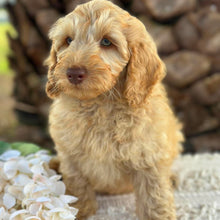 Load image into Gallery viewer, SNOOPY - Male Toy Spoodle - Ready Now
