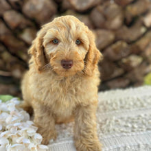 Load image into Gallery viewer, SNOOPY - Male Toy Spoodle - Ready Now