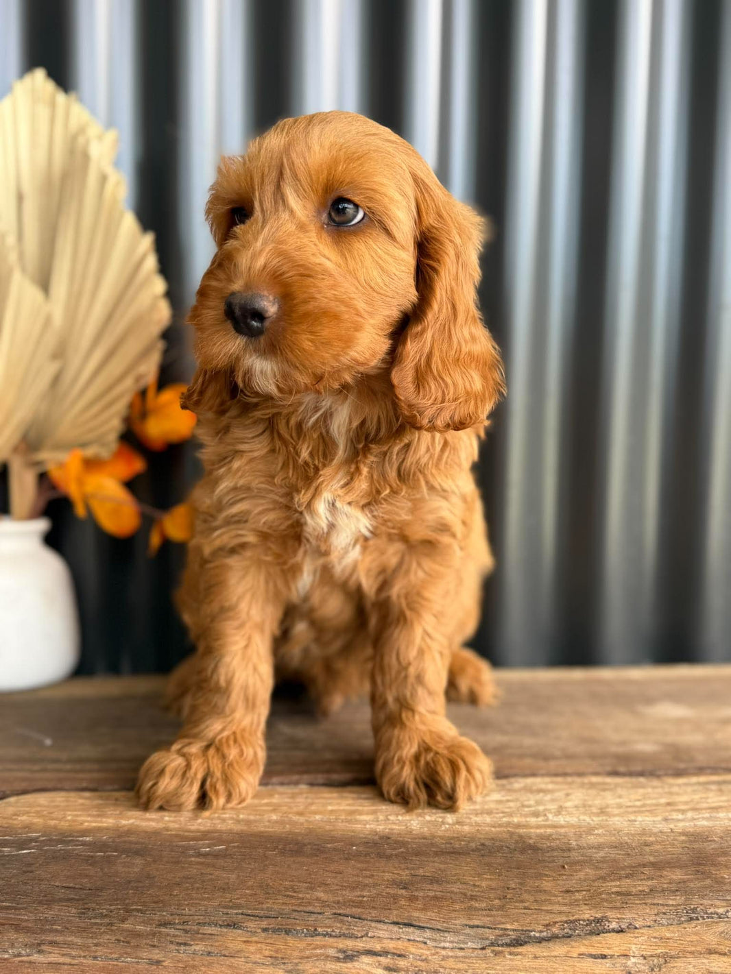SNOOPY - Male Mini Spoodle - Ready Now