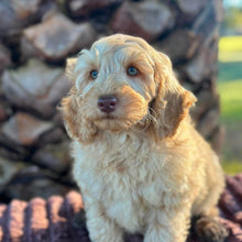 Load image into Gallery viewer, .🌟SNOOPY - Male Toy Spoodle - Ready Now