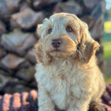 Load image into Gallery viewer, .🌟SNOOPY - Male Toy Spoodle - Ready Now