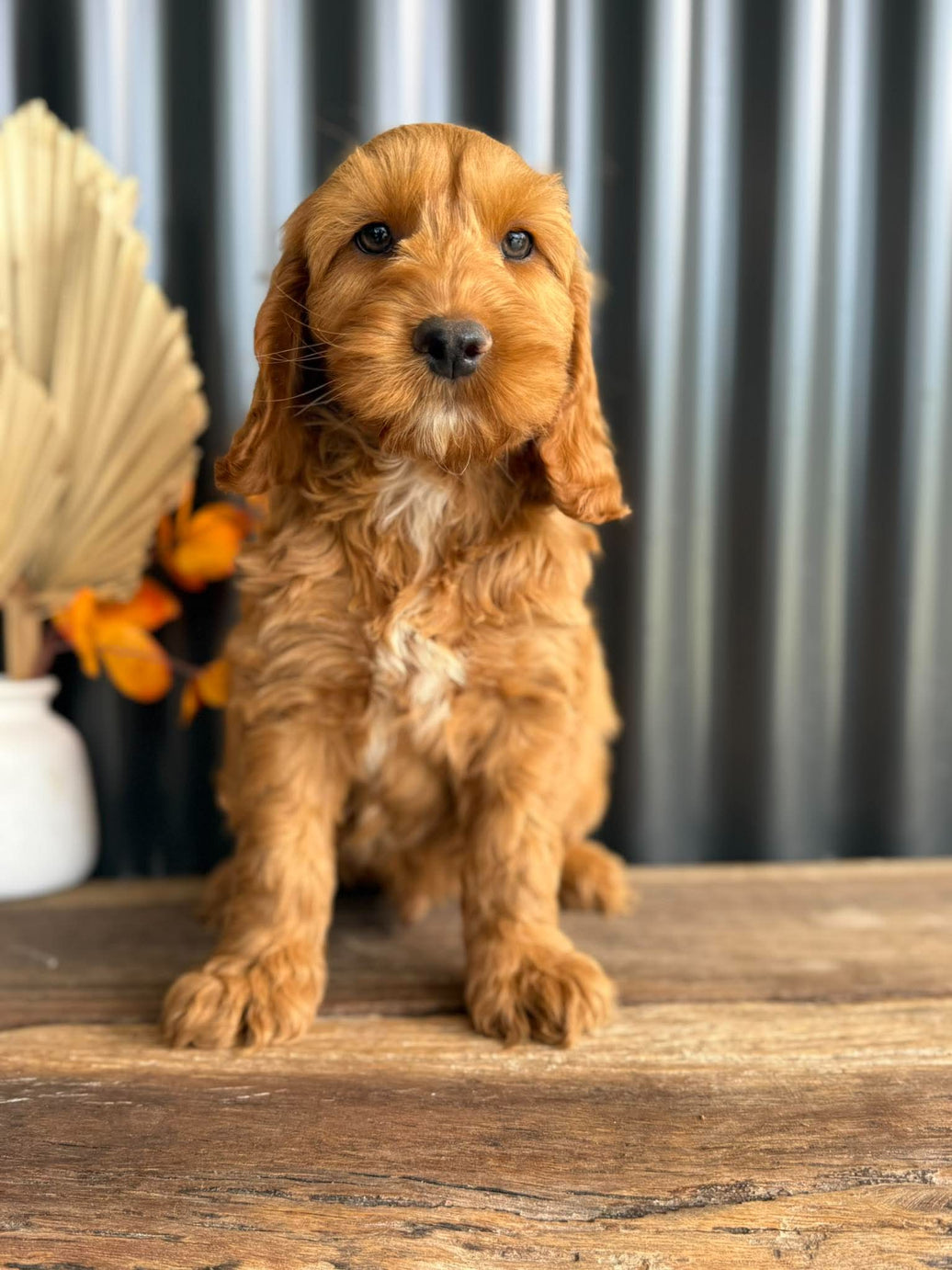 SNOOPY - Male Mini Spoodle - Ready Now