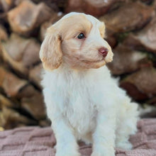 Load image into Gallery viewer, SNOWY - Female Toy Spoodle - Ready Now