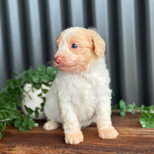 Load image into Gallery viewer, SNOWY - Female Toy Spoodle - Ready Now