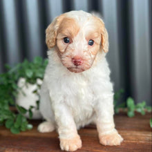 Load image into Gallery viewer, SNOWY - Female Toy Spoodle - Ready Now