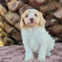 Load image into Gallery viewer, SNOWY - Female Toy Spoodle - Ready Now