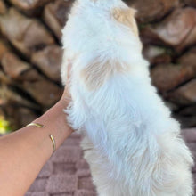 Load image into Gallery viewer, SNOWY - Female Toy Spoodle - Ready Now