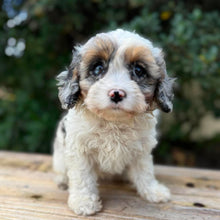 Load image into Gallery viewer, SNUGGLE - Female Toy Cavoodle - Ready Now