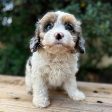 Load image into Gallery viewer, SNUGGLE - Female Toy Cavoodle - Ready Now