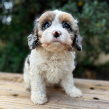 Load image into Gallery viewer, SNUGGLE - Female Toy Cavoodle - Ready Now