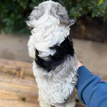 Load image into Gallery viewer, SNUGGLE - Female Toy Cavoodle - Ready Now