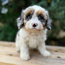 Load image into Gallery viewer, SNUGGLE - Female Toy Cavoodle - Ready Now