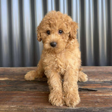 Load image into Gallery viewer, SOCKS - Male Toy/Mini Cavoodle - Ready Now