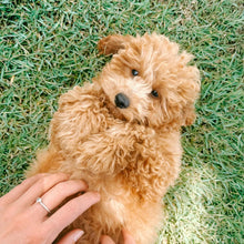 Load image into Gallery viewer, .SOCKS - Male Toy/Mini Cavoodle - Ready Now