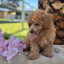 Load image into Gallery viewer, SOCKS - Male Toy/Mini Cavoodle - Ready Now