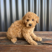 Load image into Gallery viewer, SOCKS - Male Toy/Mini Cavoodle - Ready Now