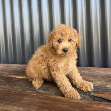 Load image into Gallery viewer, SOCKS - Male Toy/Mini Cavoodle - Ready Now