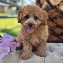 Load image into Gallery viewer, SOCKS - Male Toy/Mini Cavoodle - Ready Now