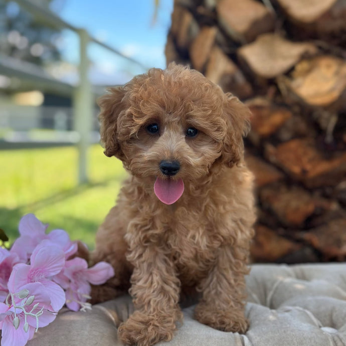SOCKS - Male Toy/Mini Cavoodle - Ready Now