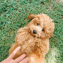 Load image into Gallery viewer, .SOCKS - Male Toy/Mini Cavoodle - Ready Now