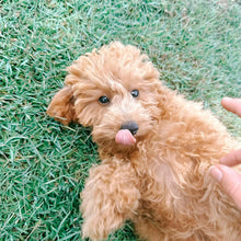 Load image into Gallery viewer, .SOCKS - Male Toy/Mini Cavoodle - Ready Now