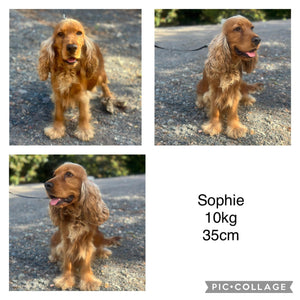 SHELDON - Male Mini Spoodle - Ready Now