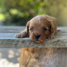 Load image into Gallery viewer, SPARKY - Male Toy Cavoodle - Ready 13th Jan