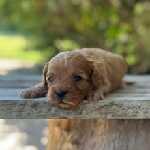 Load image into Gallery viewer, SPARKY - Male Toy Cavoodle - Ready 13th Jan