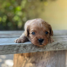 Load image into Gallery viewer, SPARKY - Male Toy Cavoodle - Ready 13th Jan