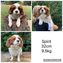 Load image into Gallery viewer, SCOUTY - Male Toy Cavoodle - Ready Now