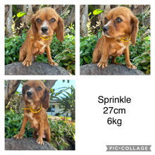 Load image into Gallery viewer, .✨STRAWBERRY - Female Toy Cavoodle - Ready 11 Feb.