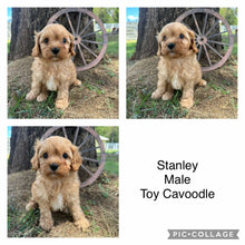 Load image into Gallery viewer, STANLEY - Male Toy Cavoodle - Ready Now