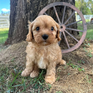 STANLEY - Male Toy Cavoodle - Ready Now