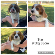 Load image into Gallery viewer, SNICKERS - Male Toy Cavoodle - Ready 29th April