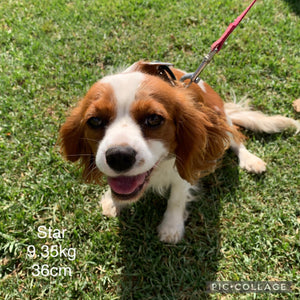 SUSIE - Female Toy Cavoodle - Ready Now