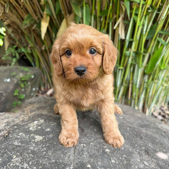 .✨STEEL - Male Toy Cavoodle - Ready 11 Feb