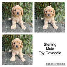 Load image into Gallery viewer, STERLING - Male Toy Cavoodle - Ready Now