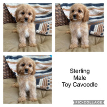 Load image into Gallery viewer, .STERLING - Male Toy Cavoodle - Ready Now