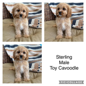 .STERLING - Male Toy Cavoodle - Ready Now