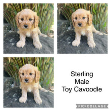 Load image into Gallery viewer, .STERLING - Male Toy Cavoodle - Ready Now